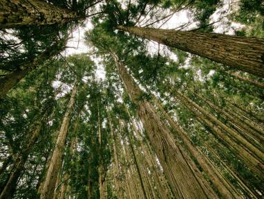 Wood